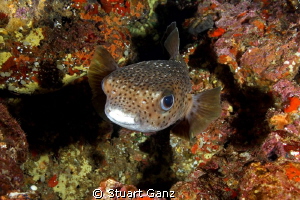 Puffer against the colorful Hawaiian reef.
 by Stuart Ganz 